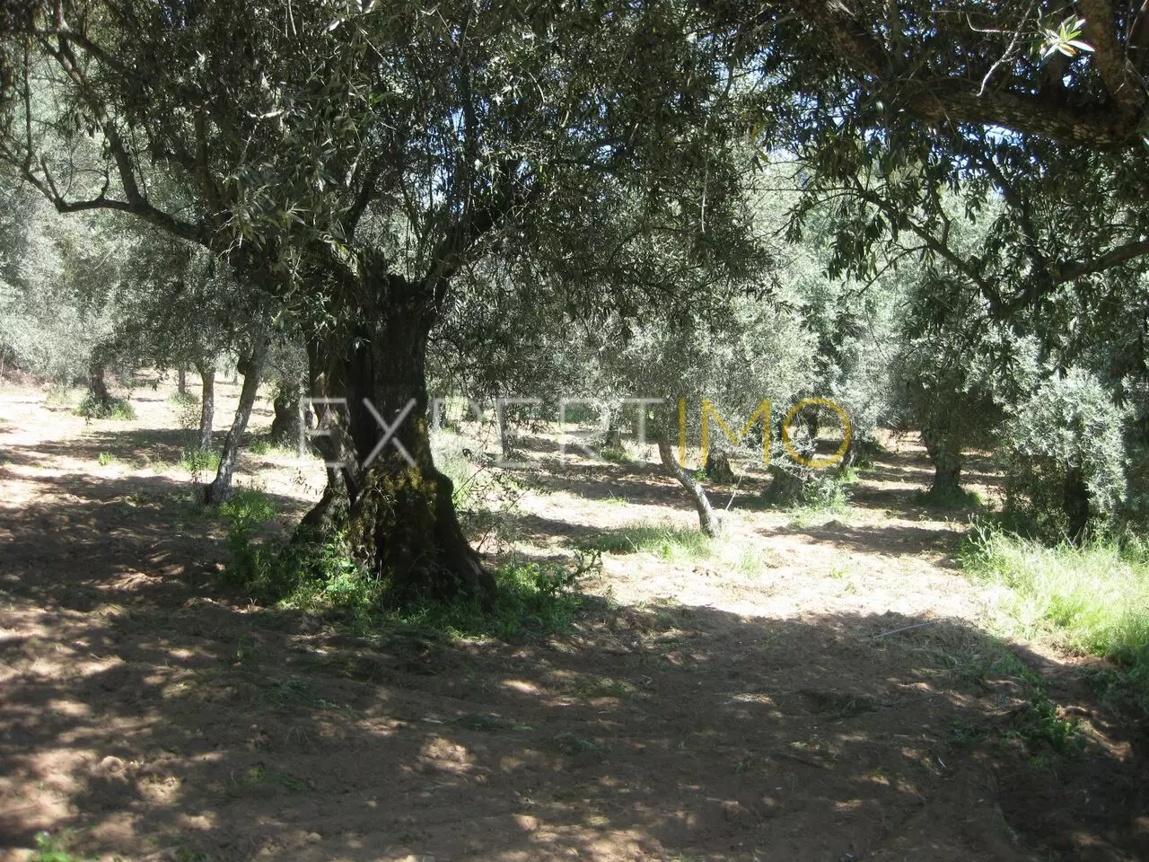 (12)CASA RURAL, com quinta olival e cultura