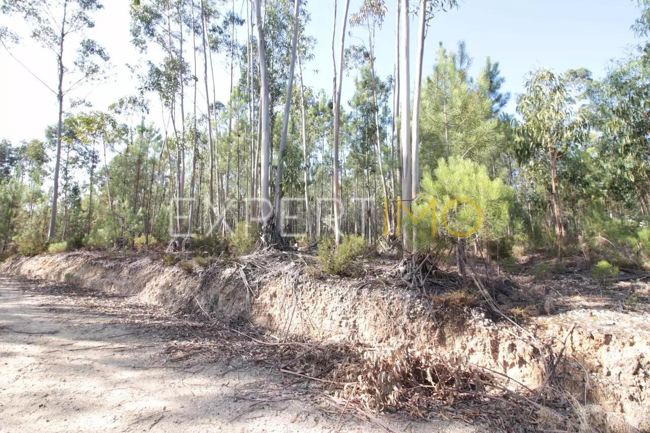 (2)Terreno com plantação de eucaliptos e pinheiros