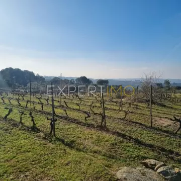 Terrenos vinícolas na região do Dão - 1